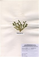 藏品(大葉仙掌藻)的圖片